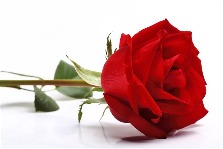 Róże - Roses_Closeup_Red_White_511467.jpg