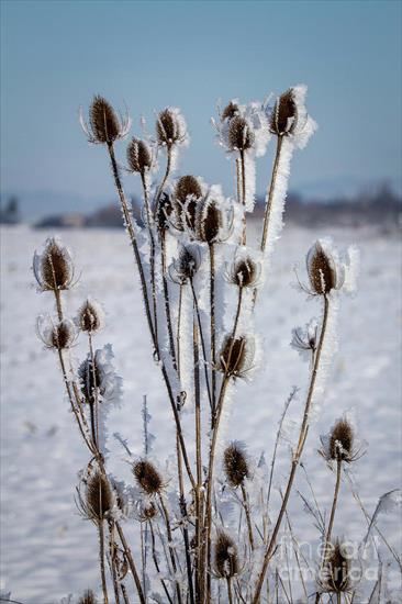 Wiosna - frosted-teasels-2-roger-patterson.jpg
