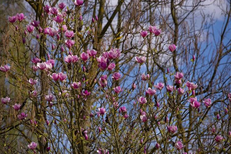 Magnolie  - Kwitnące-magnolie.jpg
