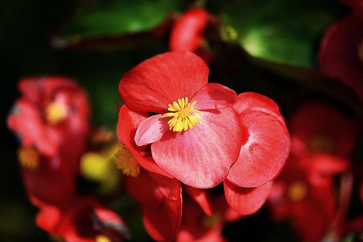 begonie - begonia.jpg